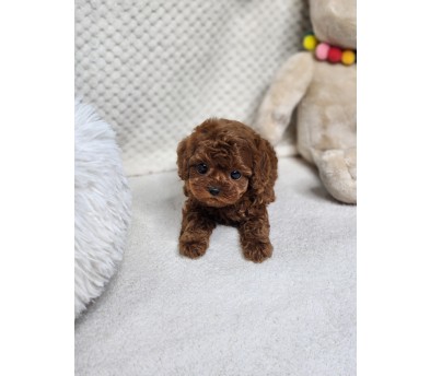 토이푸들 분양합니다